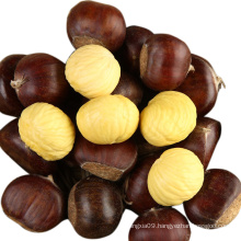 New Crop Bulk Chestnut for sale--Hebei Chestnuts